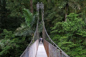 Hanging bridges